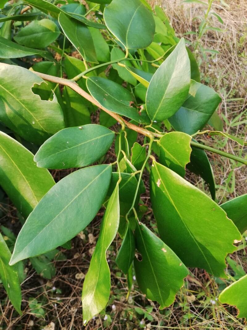 Prioria oxyphylla leaf