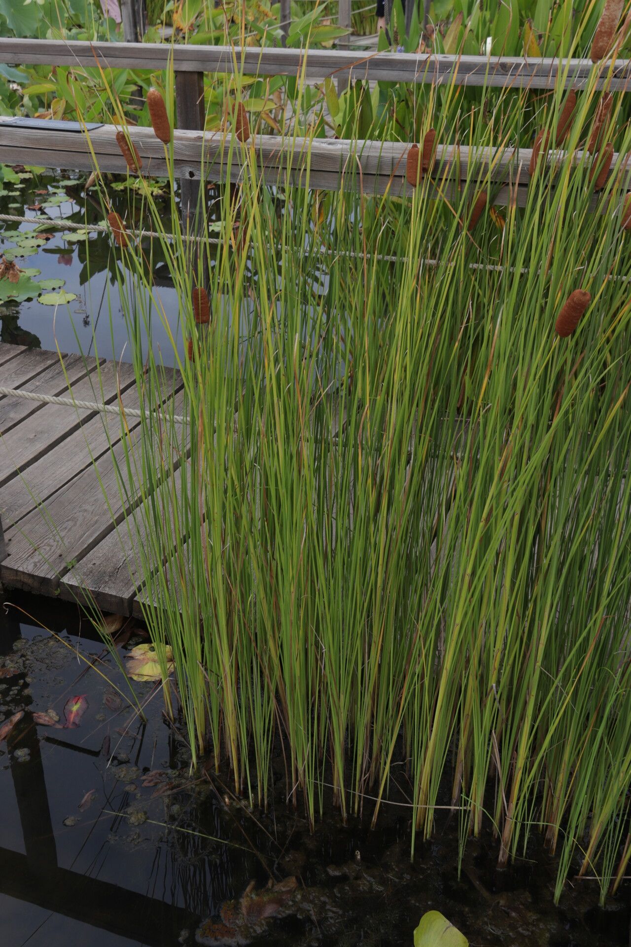 Typha laxmannii — houseplant care guide