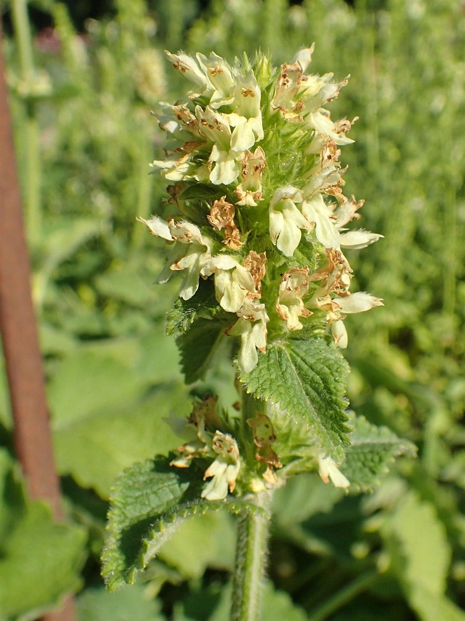 Stachys alopecuros habit