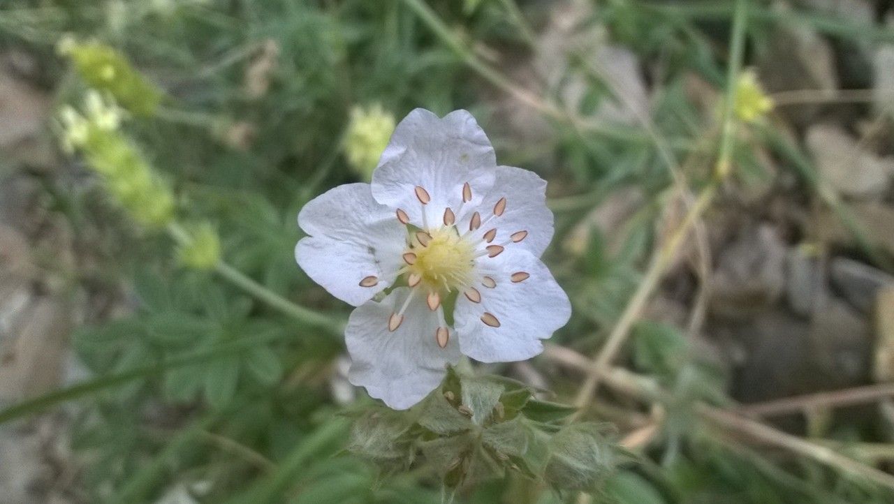 Potentilla alchemilloides flower