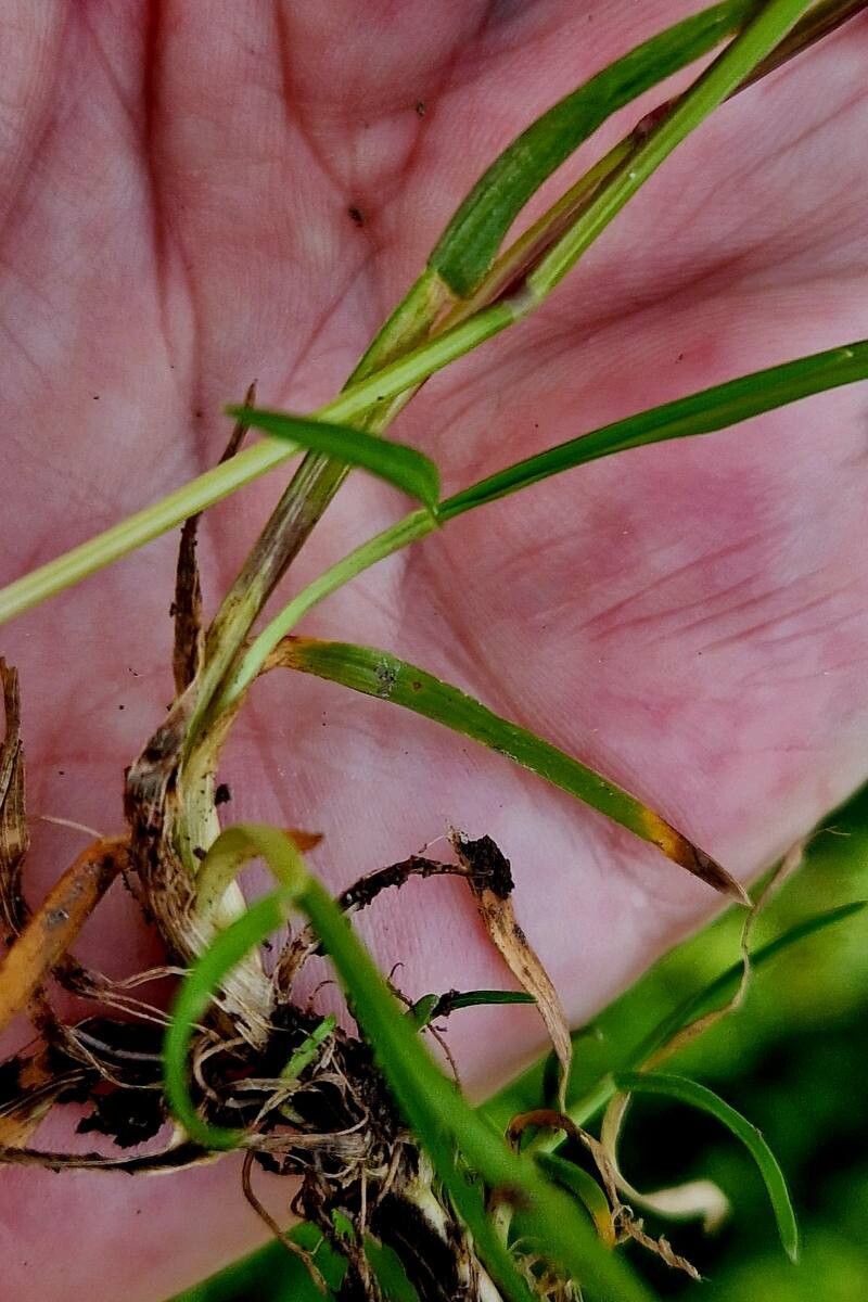 Poa supina — search result for 'Morocco'