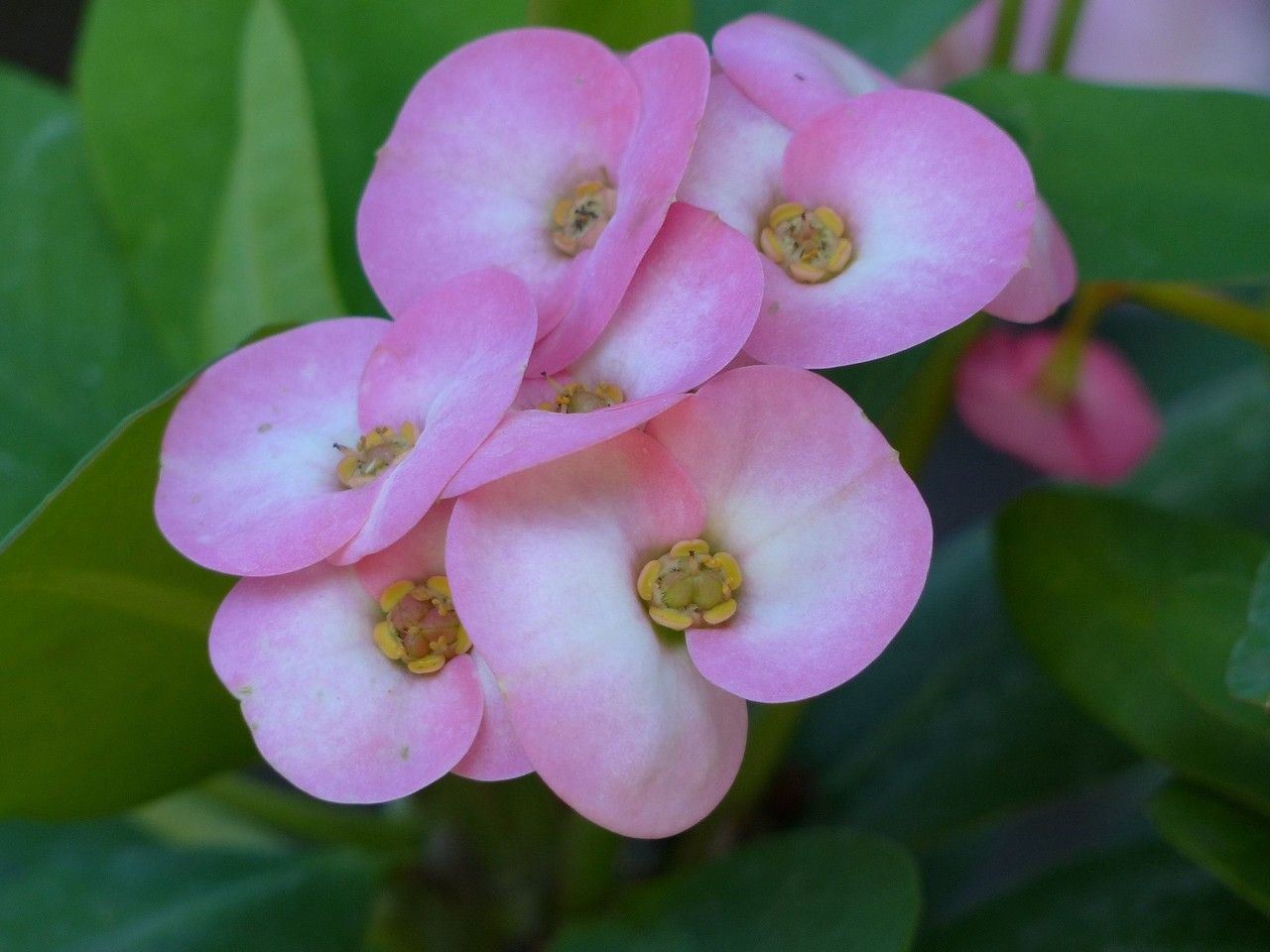 Euphorbia lophogona flower