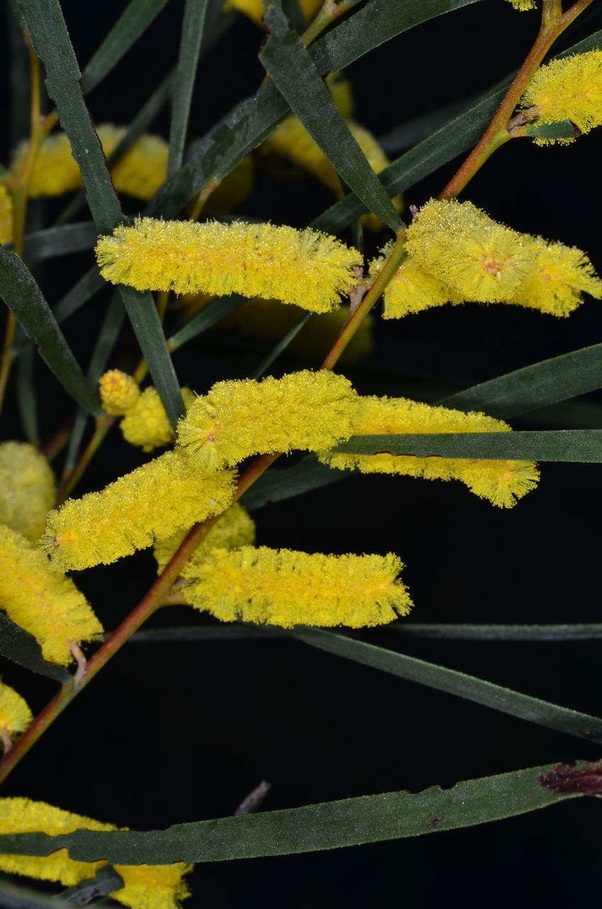 Acacia doratoxylon flower