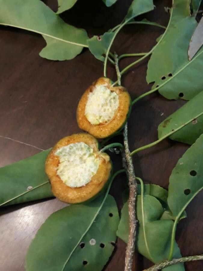 Casearia tremula — houseplant care guide