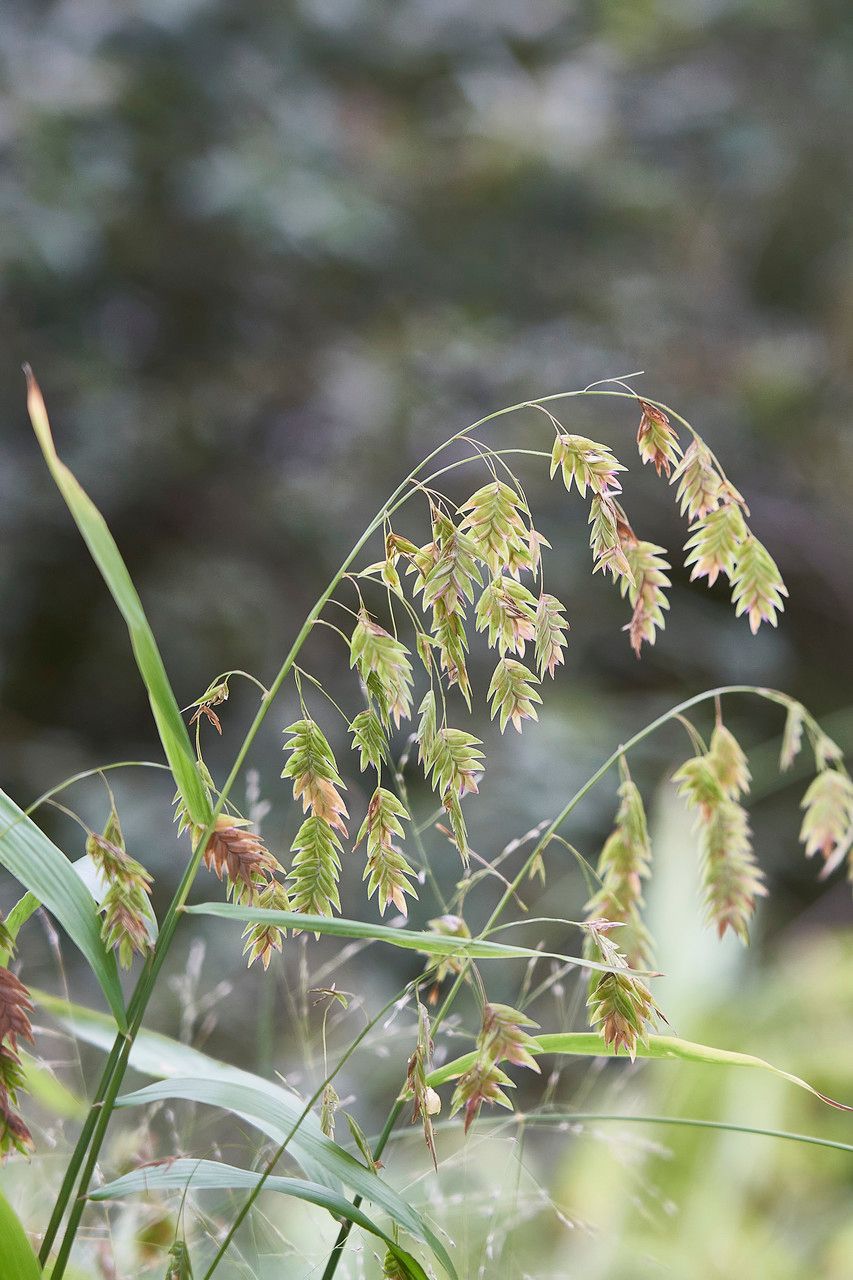 Chasmanthium latifolium fruit