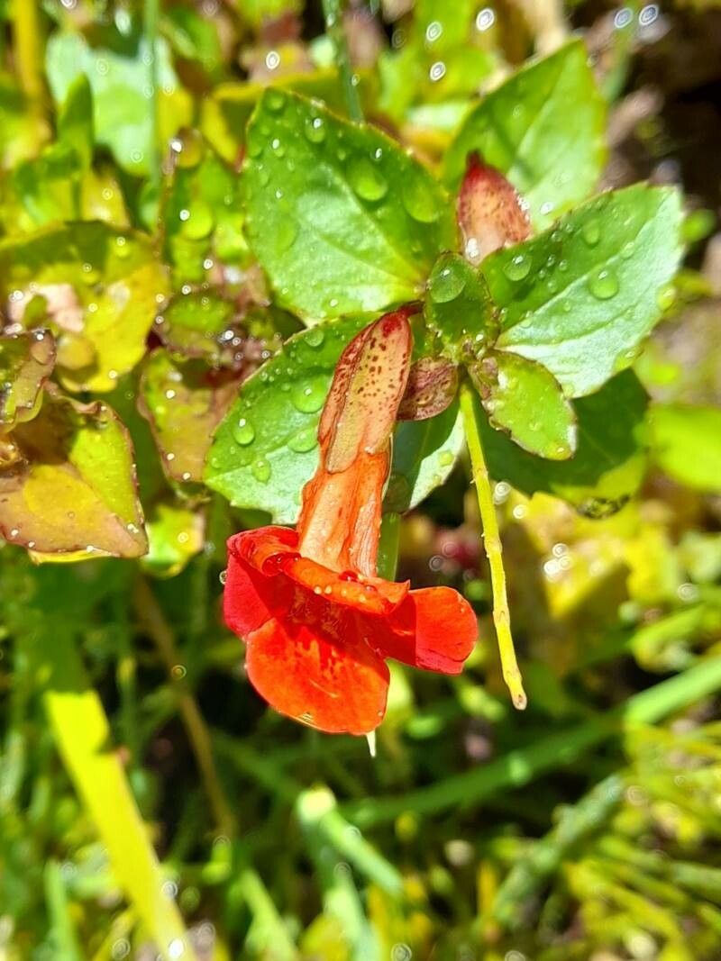 Mimulus cupreus flower