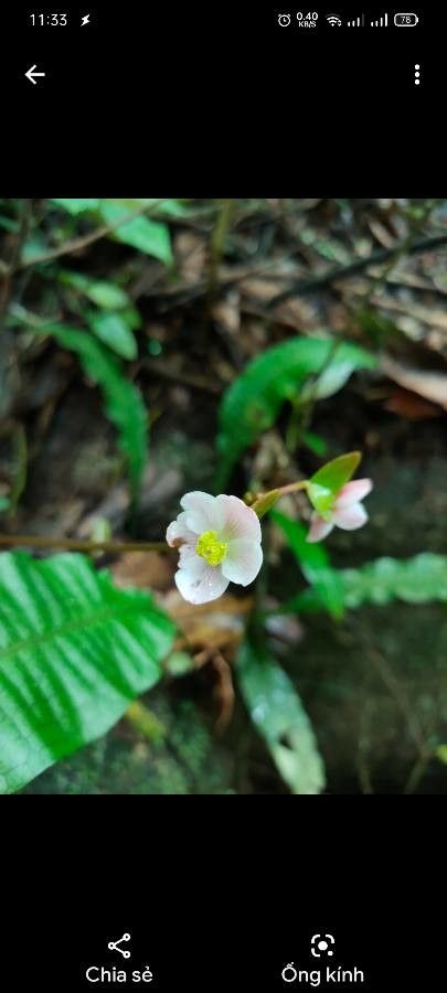 Begonia hemsleyana flower
