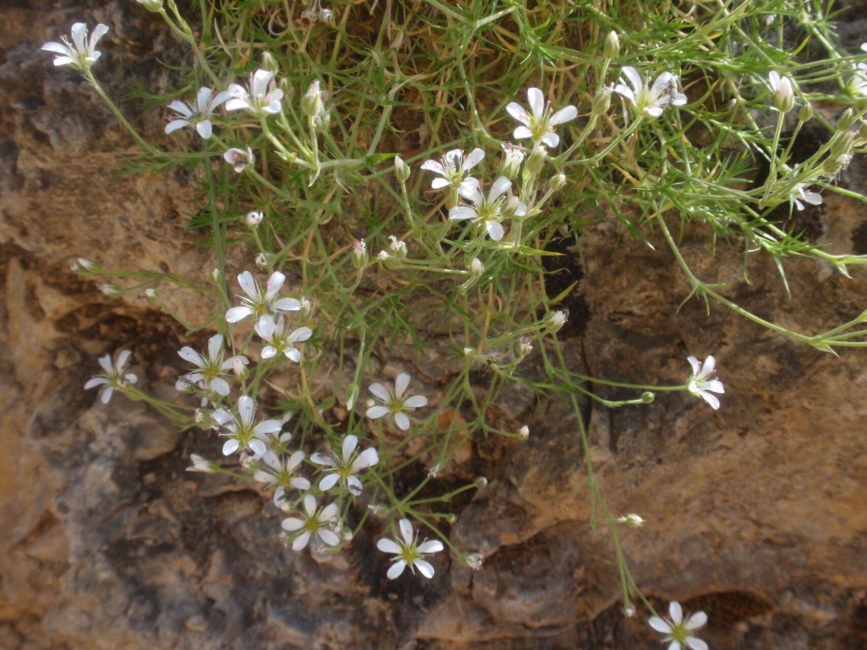 Sabulina villarii flower