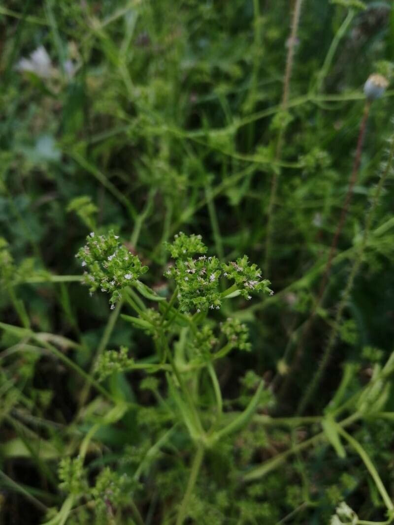 Valeriana eriocarpa fruit