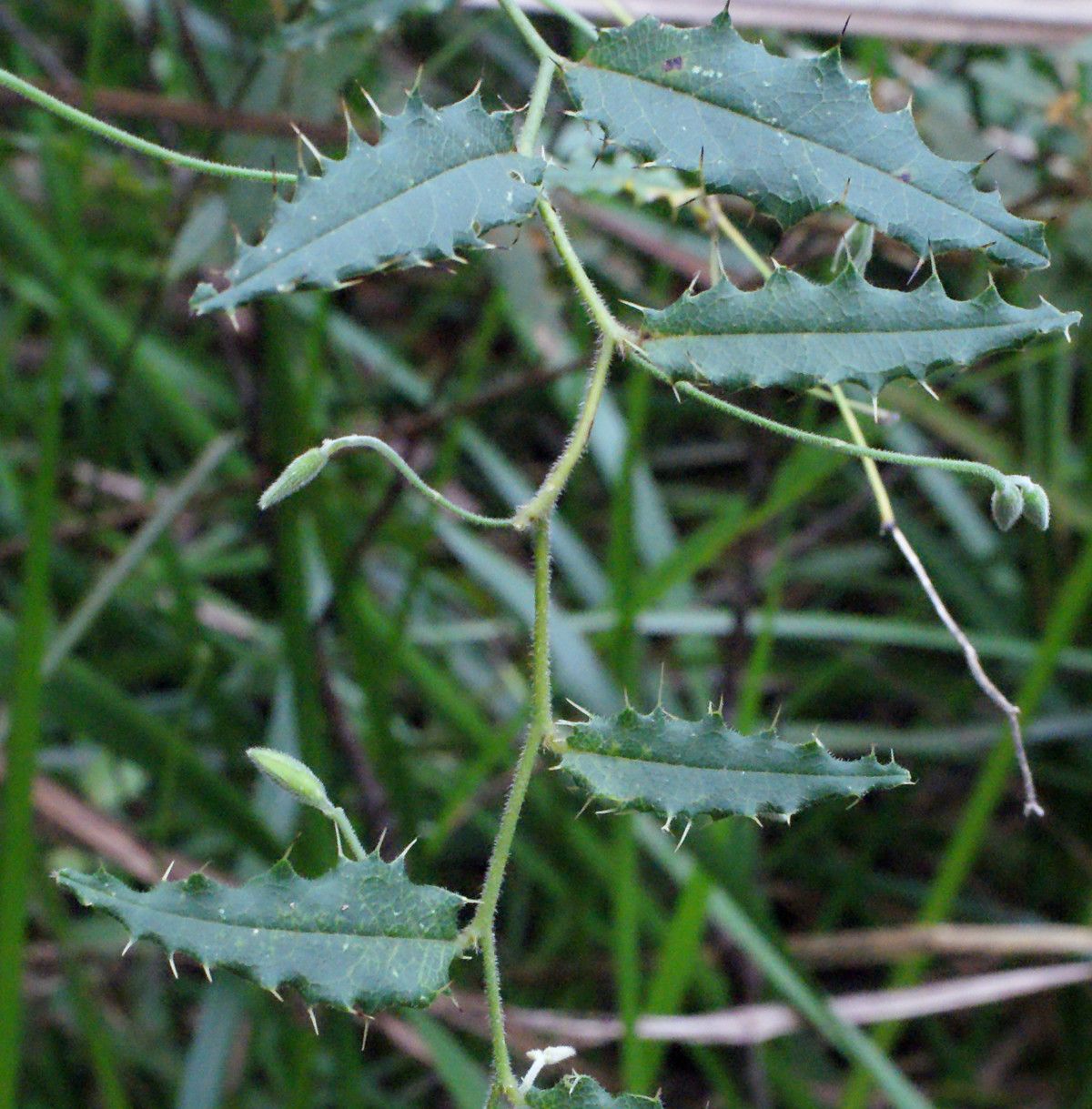 Kennedia coccinea habit