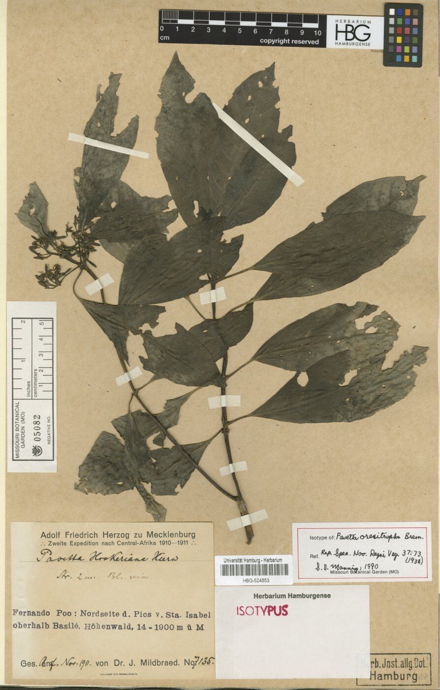 Pavetta oresitropha — houseplant care guide