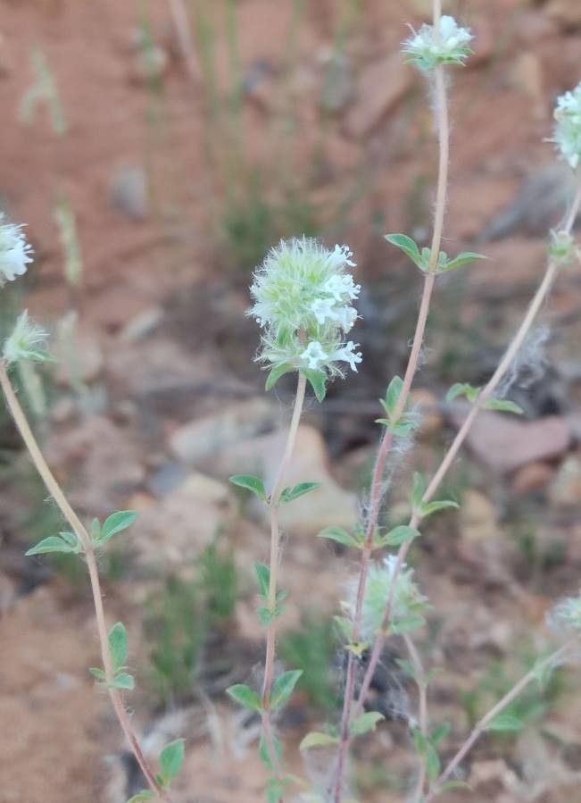 Thymus marschallianus flower