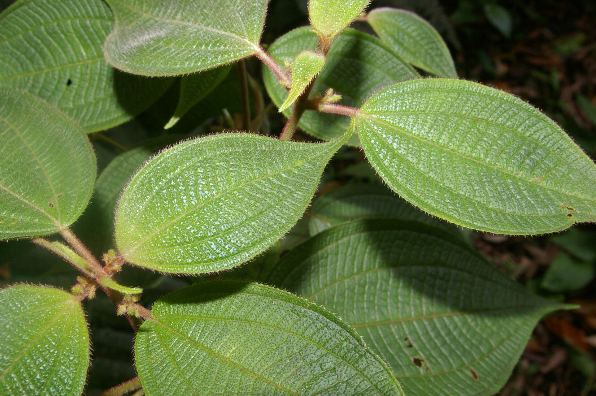 Miconia davidsei leaf