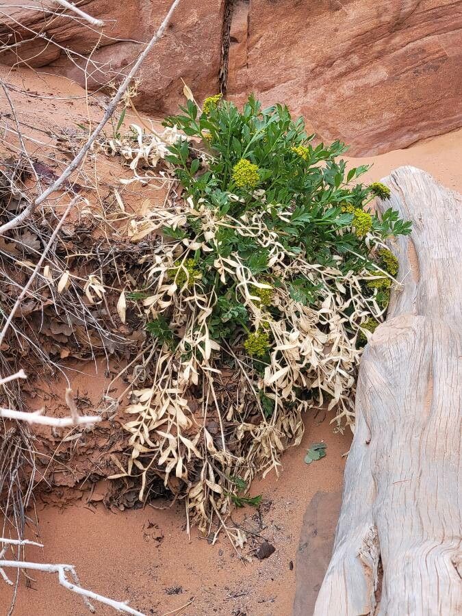 Lomatium latilobum flower