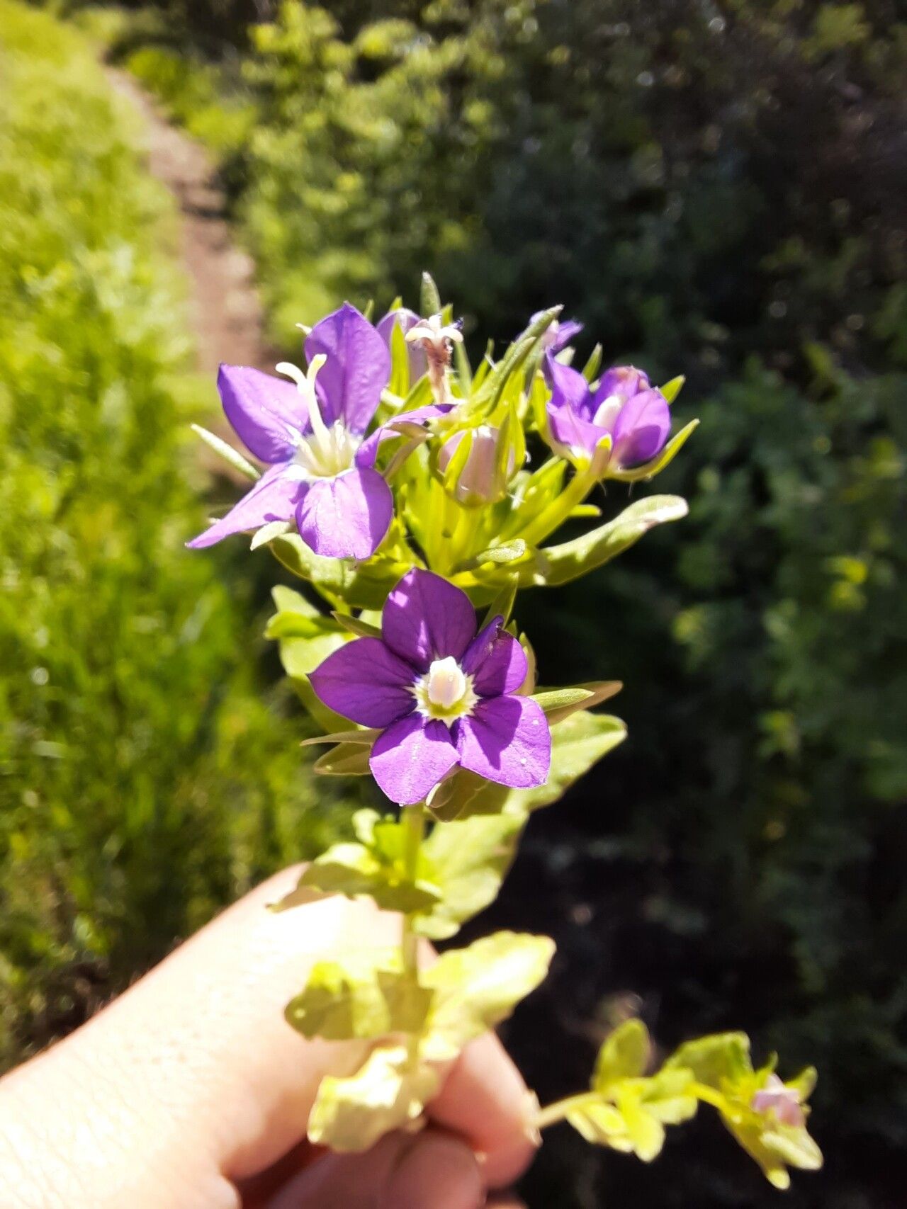 Legousia speculum-veneris habit