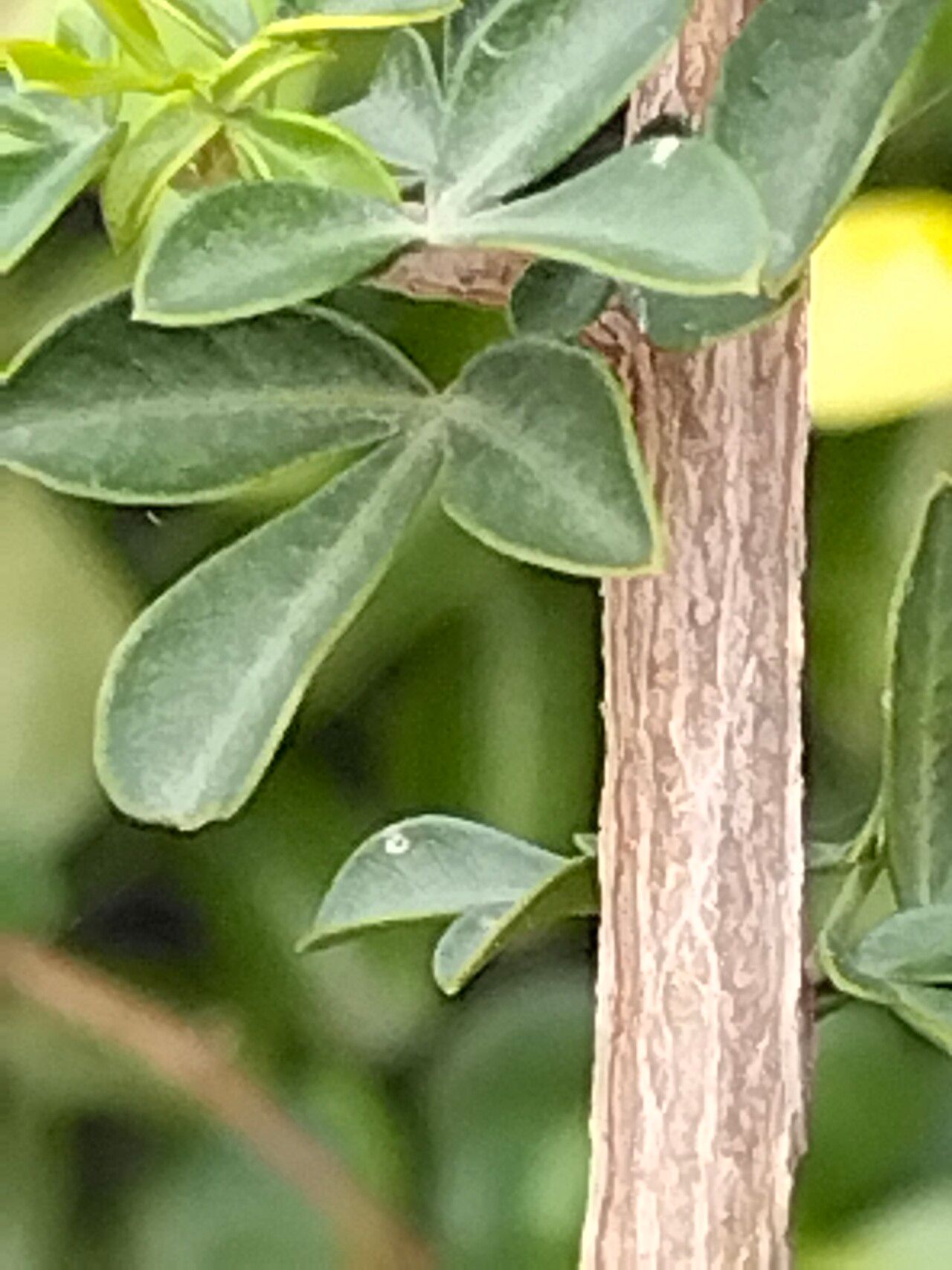 Searsia pallens bark