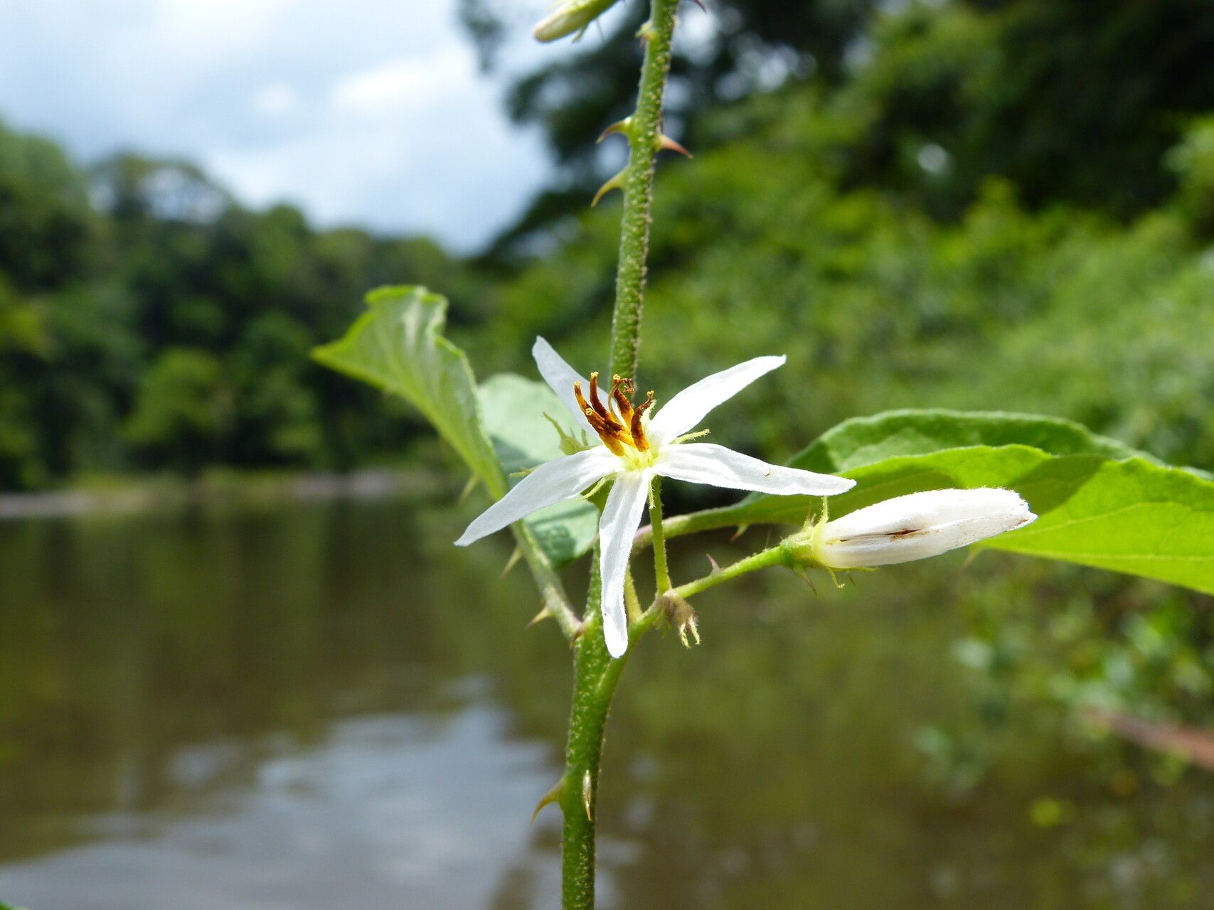 Solanum monachophyllum flower
