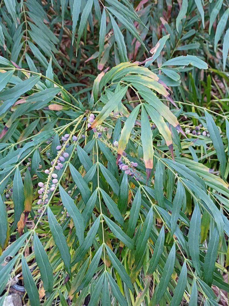 Berberis eurybracteata fruit