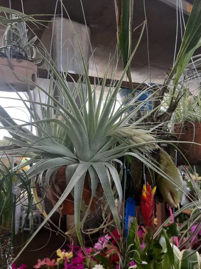 Tillandsia gardneri — search result for 'Trinidad and Tobago'