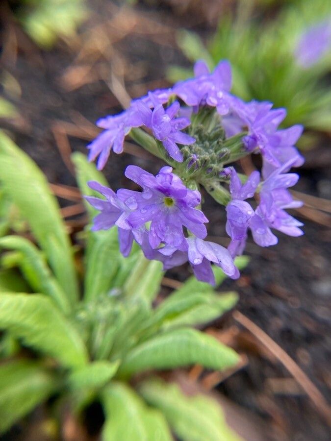 Primula denticulata flower