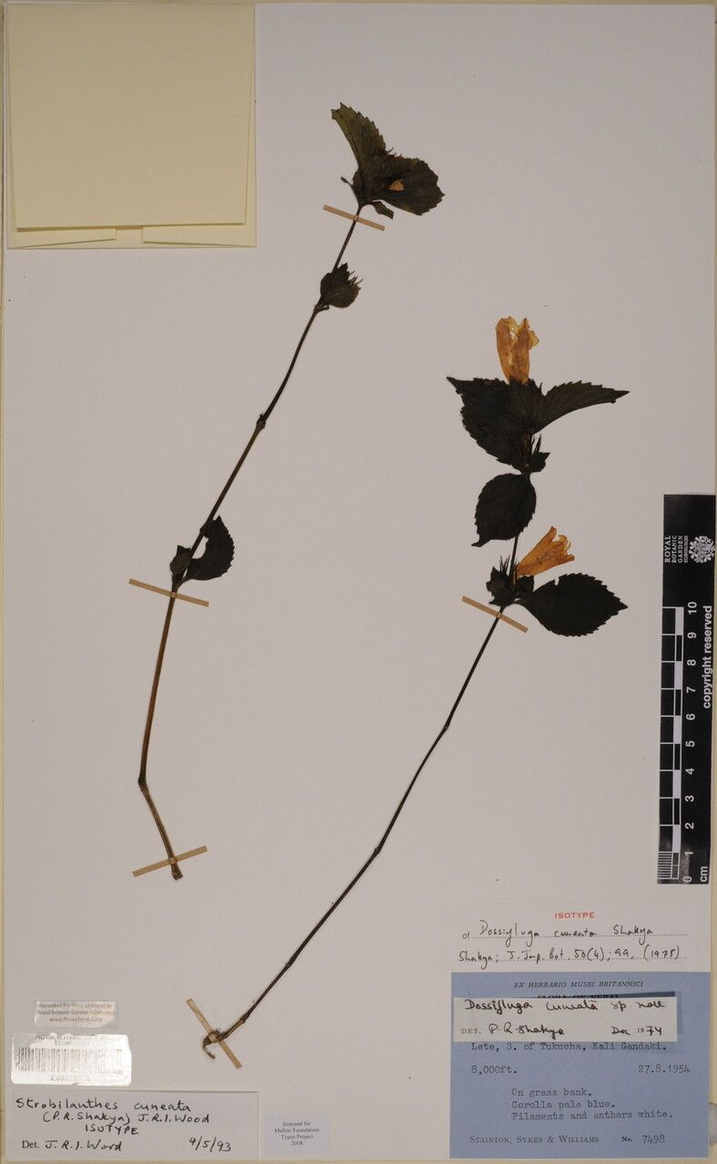 Strobilanthes cuneata — search result for 'Strobilanthes'