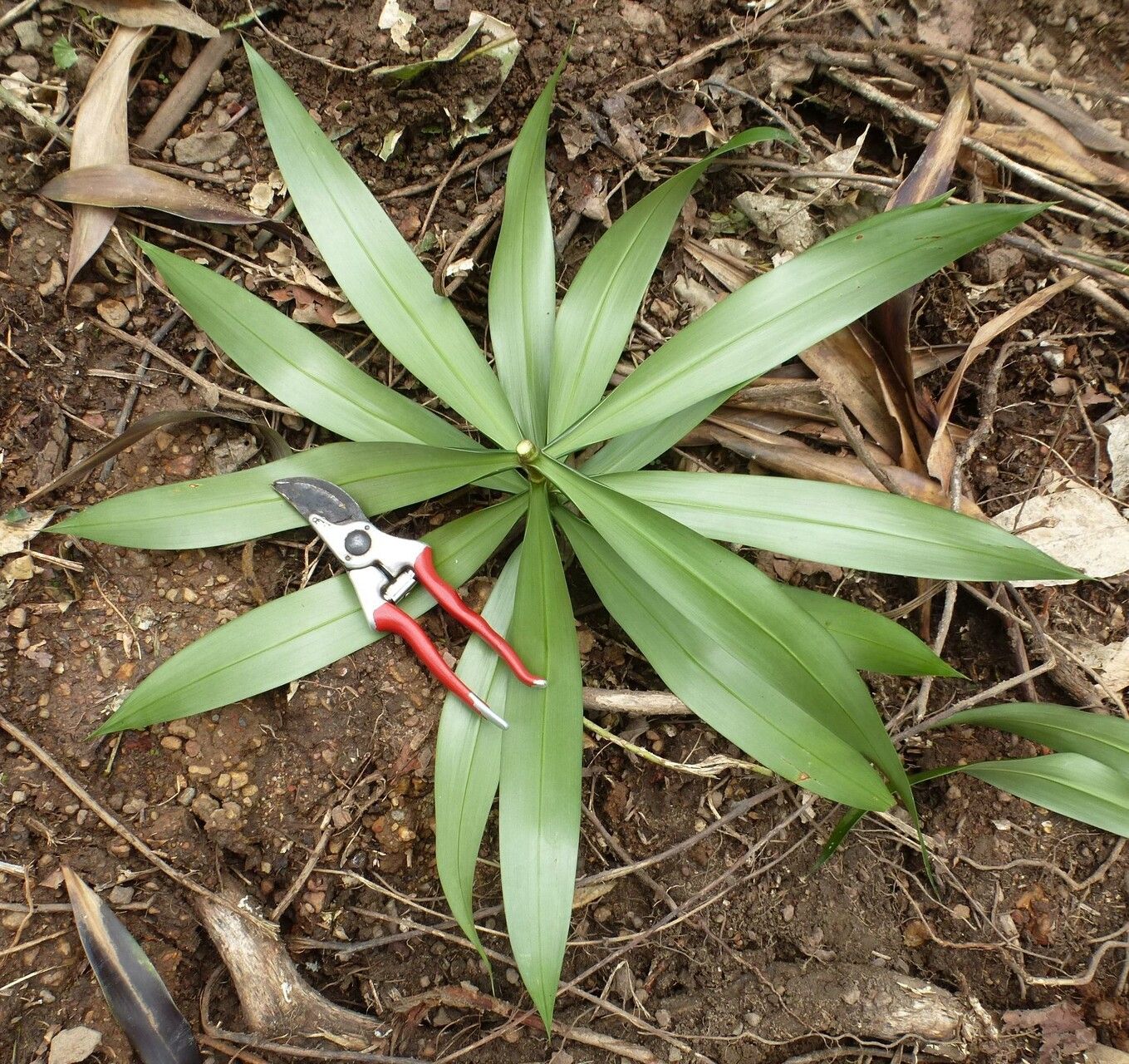 Dracaena perrottetii — search result for 'Dracaena'