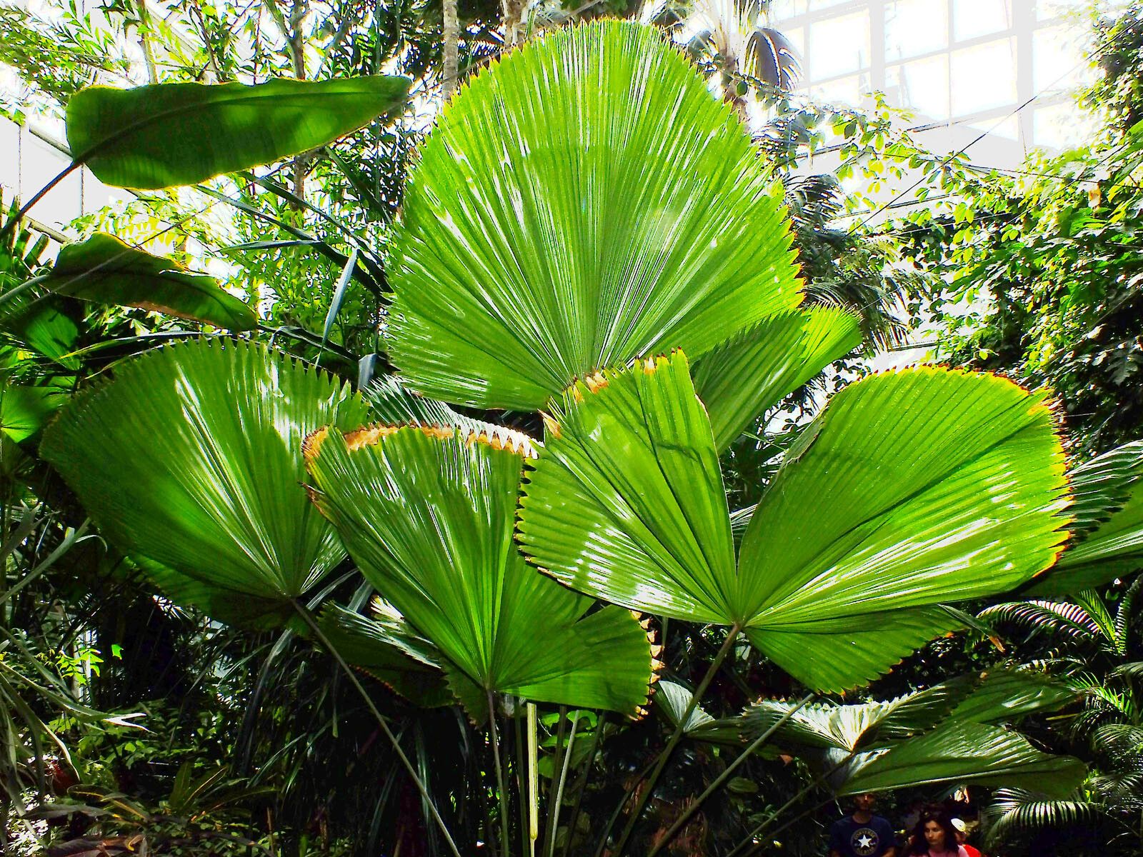 Licuala peltata habit