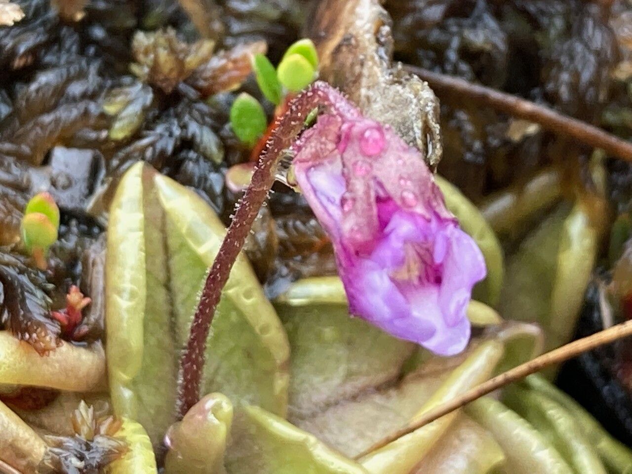 Pinguicula calyptrata flower