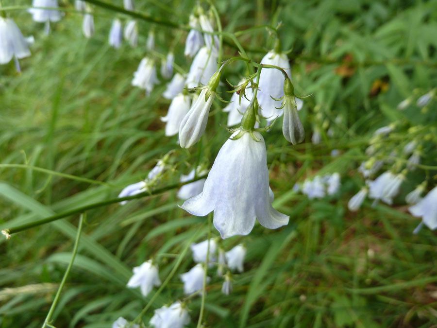 Adenophora liliifolia flower