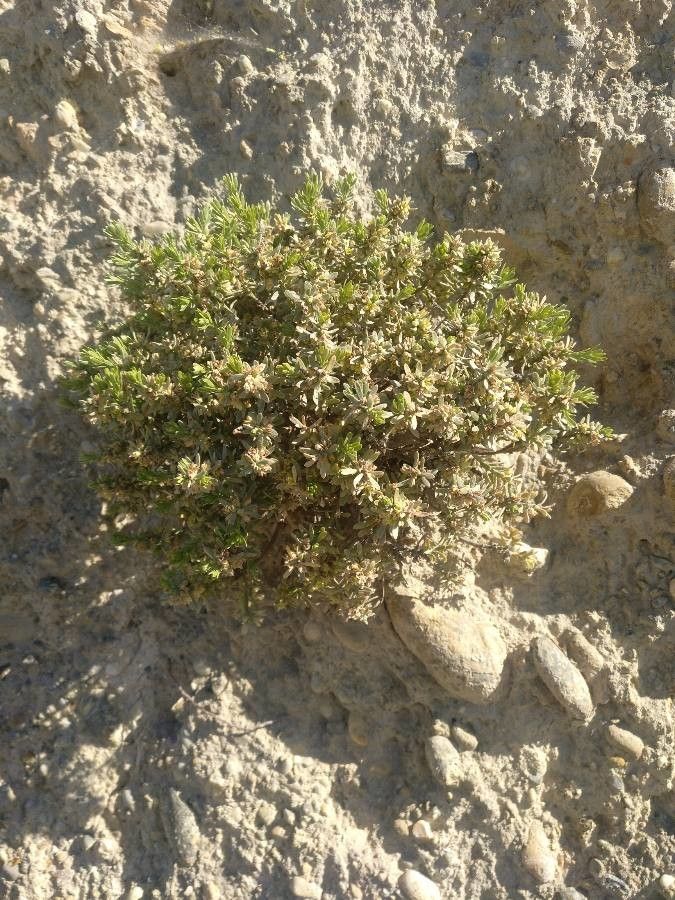 Thymelaea granatensis habit