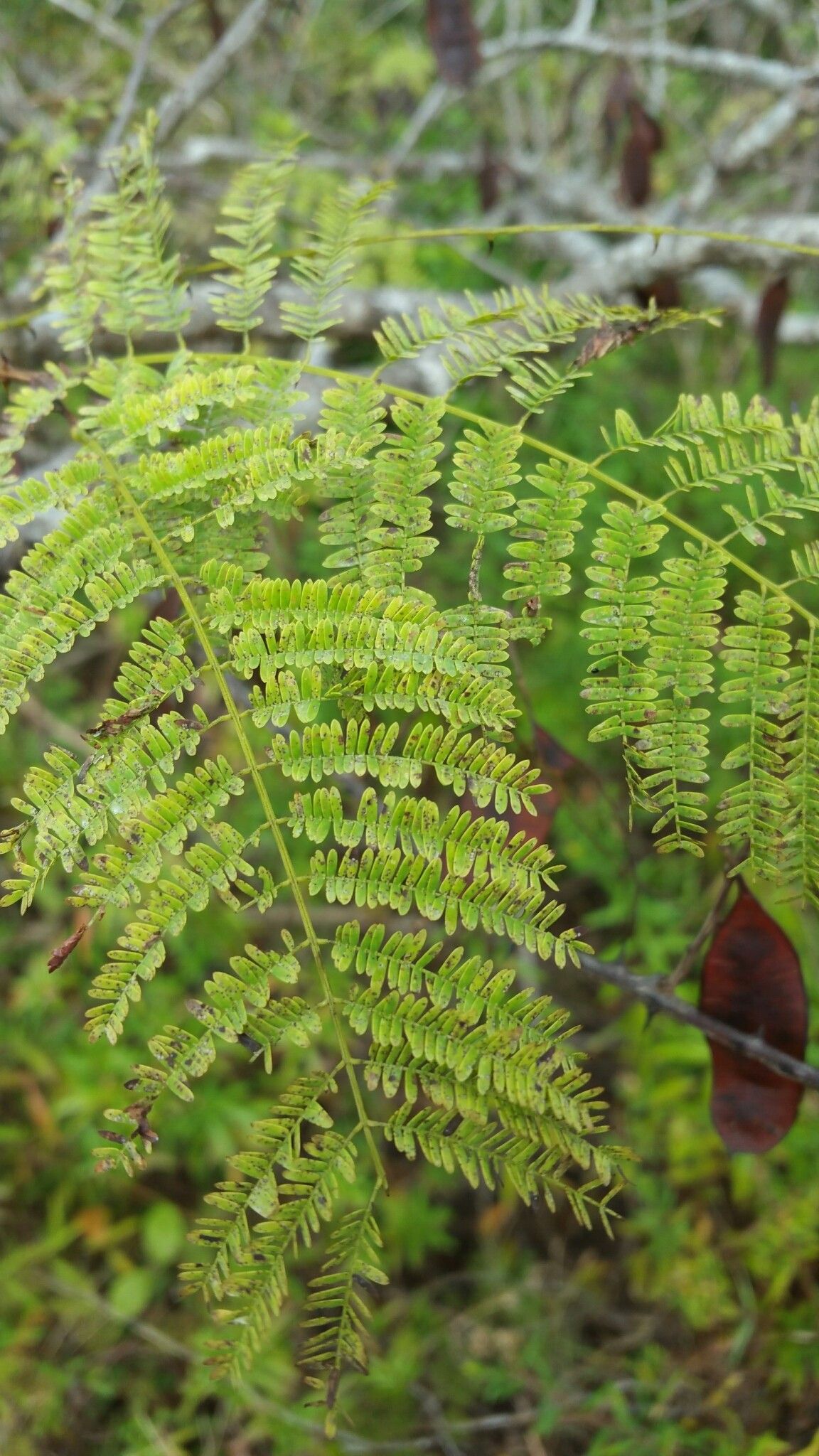 Mimosa lingvatouana — search result for 'Mimosa'