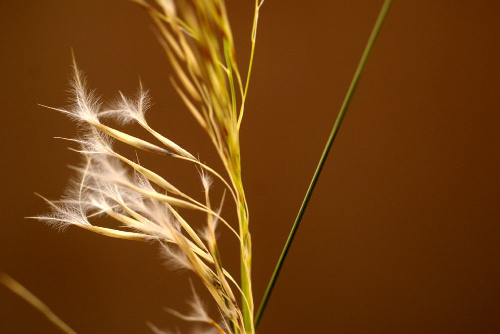 Stipagrostis pungens — related species from the same genus