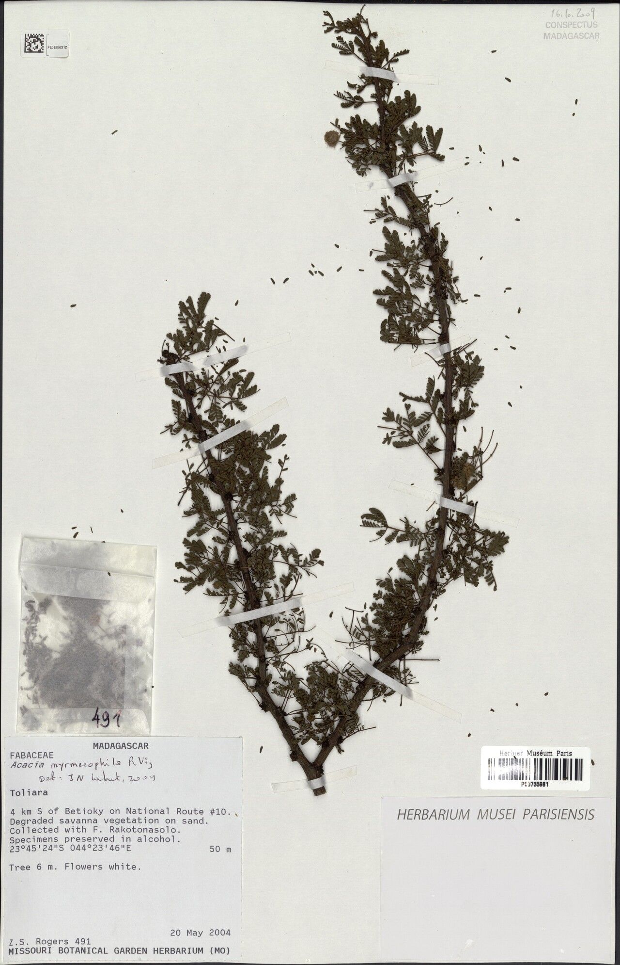 Vachellia myrmecophila — houseplant care guide