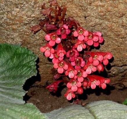 Streptocarpus dunnii flower