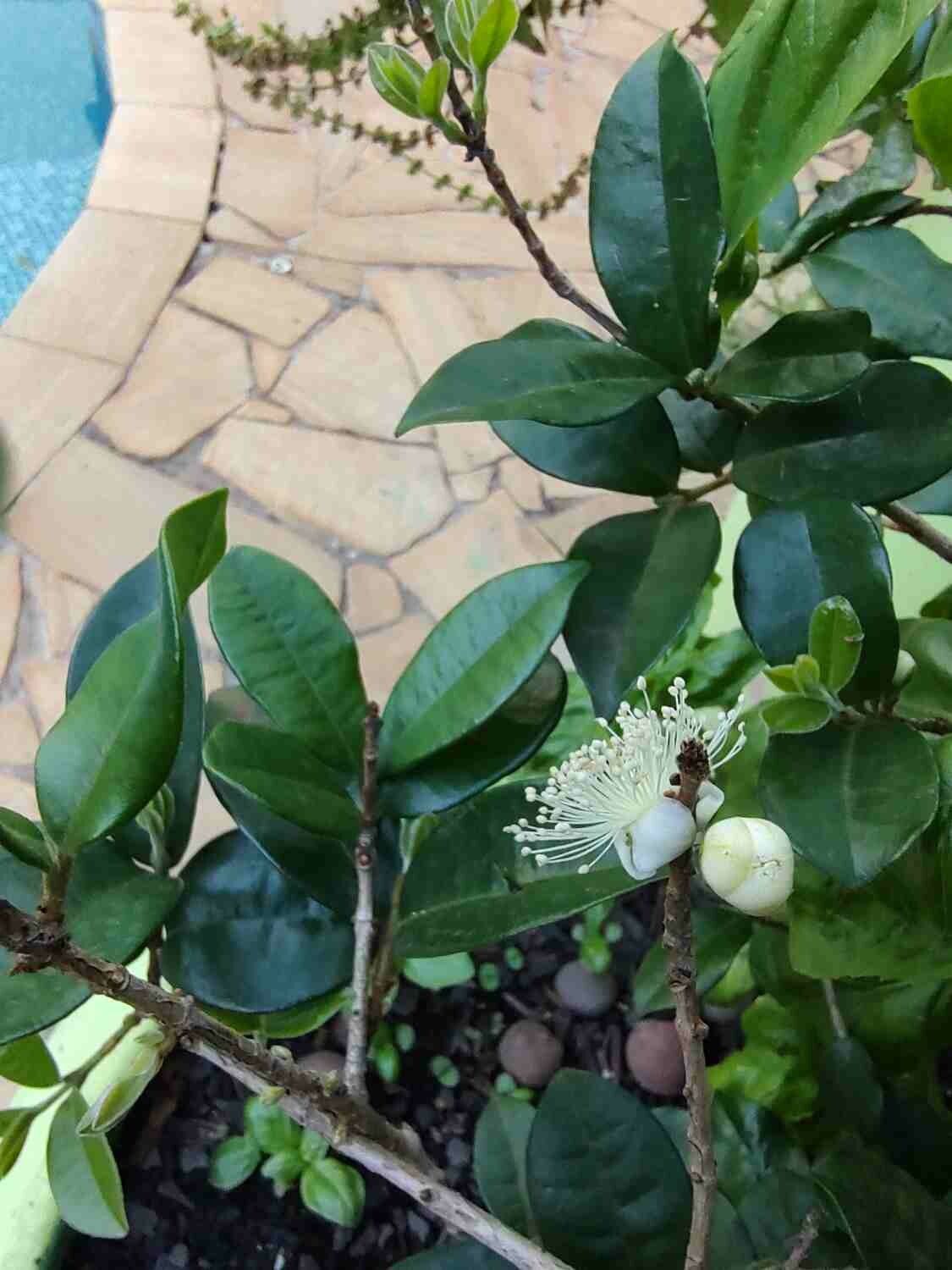 Eugenia selloi — search result for 'Eugenia'