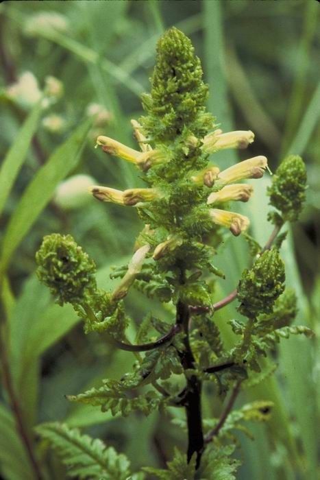 Pedicularis furbishiae — search result for 'Scrophulariaceae'