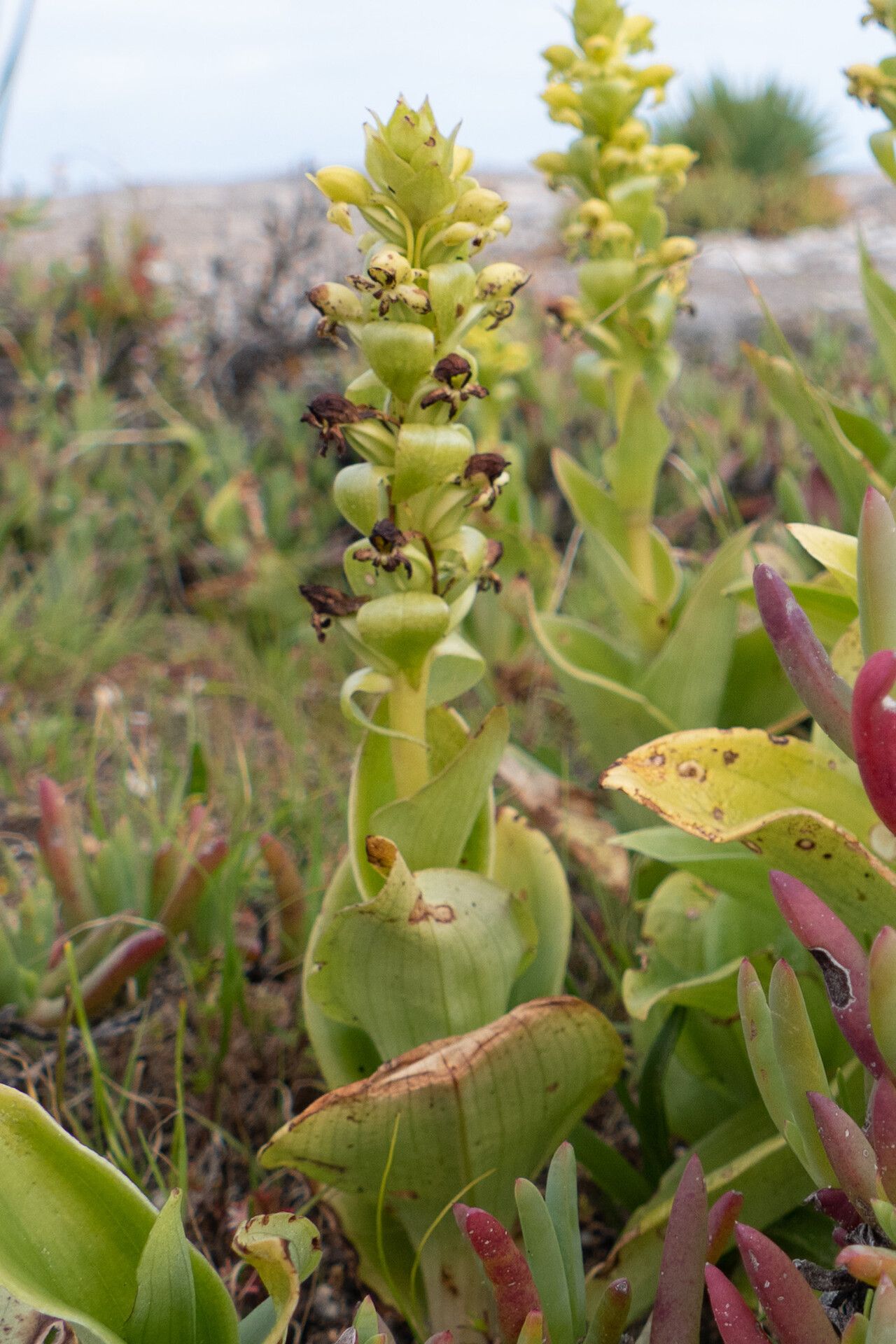 Satyrium odorum flower