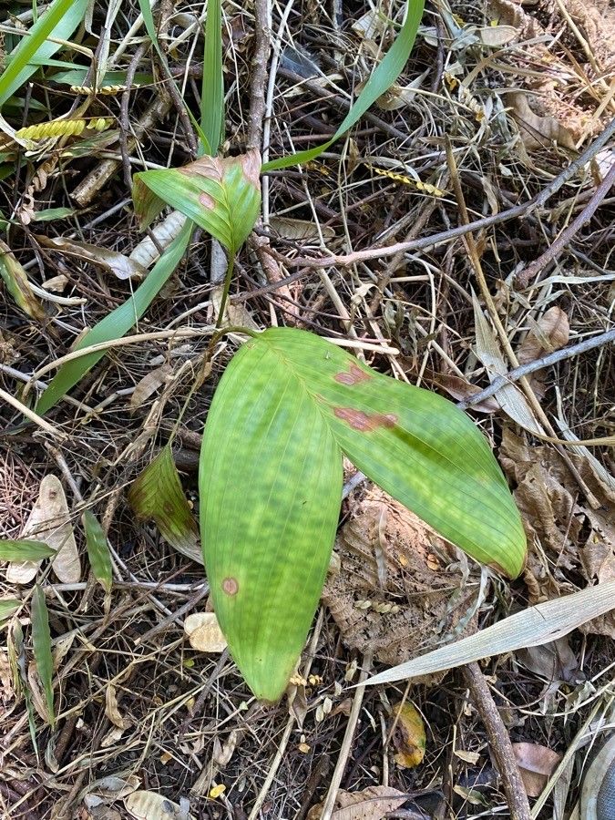 Pinanga pilosa — houseplant care guide