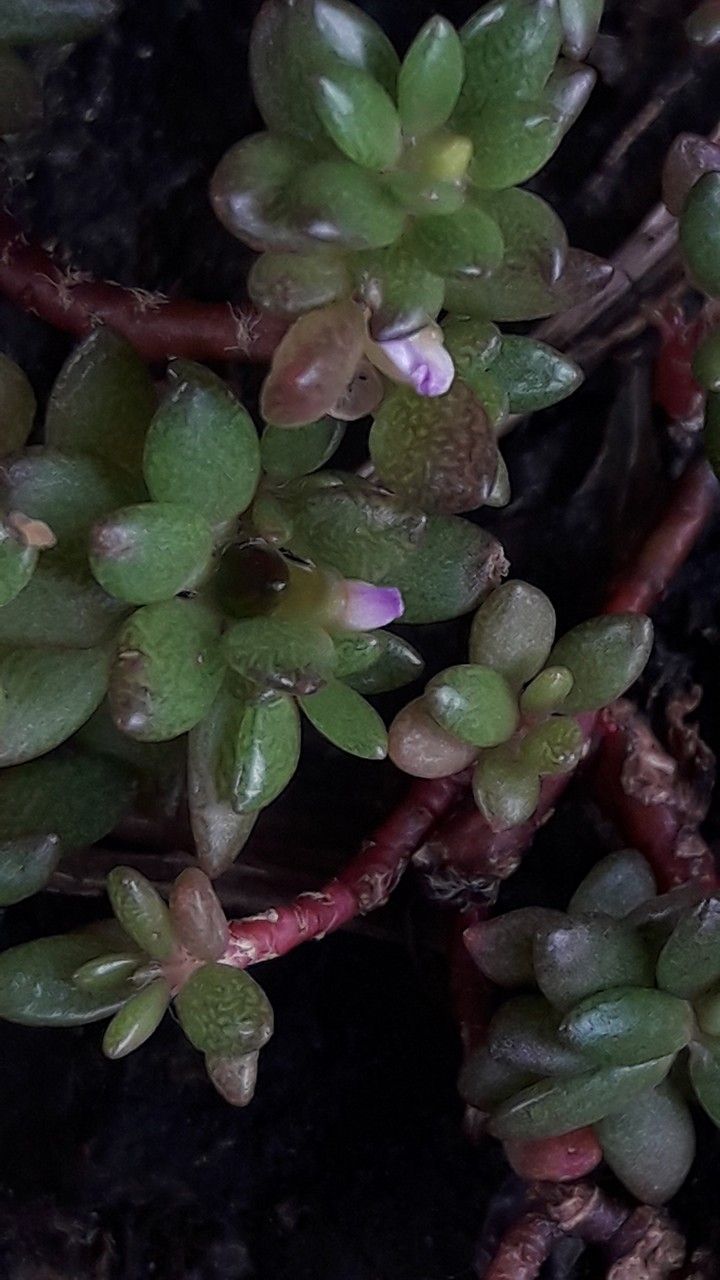 Portulaca sedifolia flower