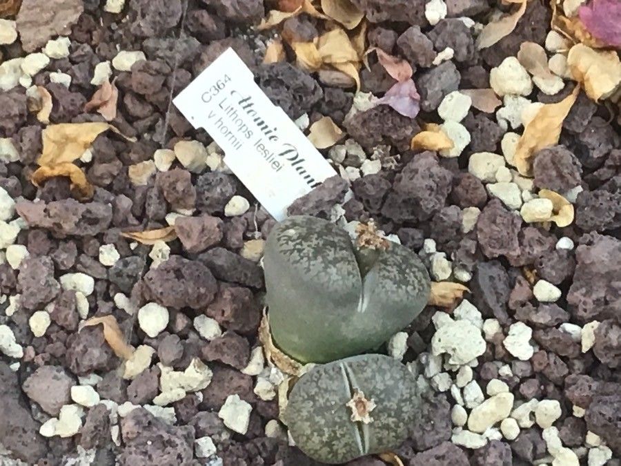 Lithops lesliei leaf