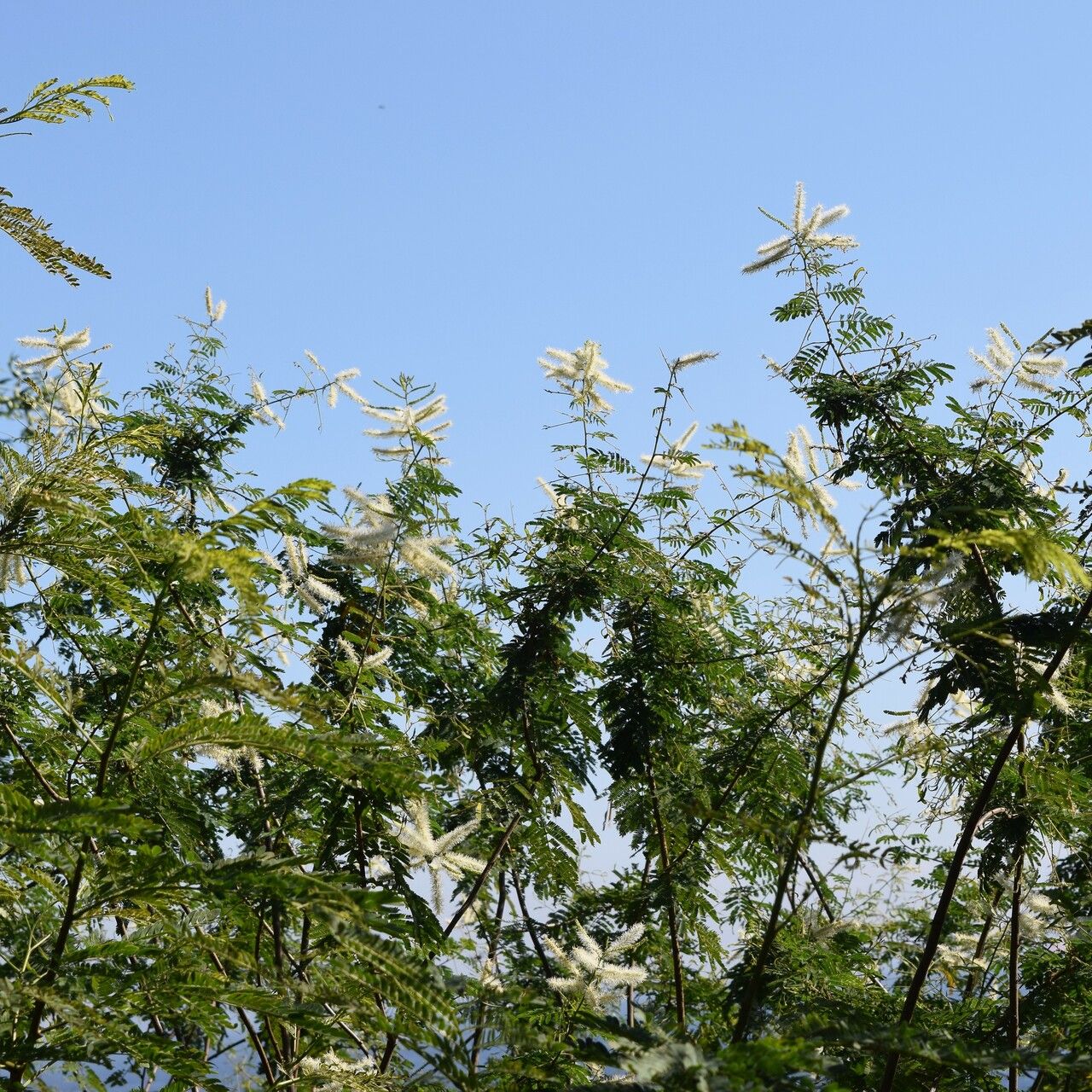 Acacia ataxacantha — search result for 'Benin'