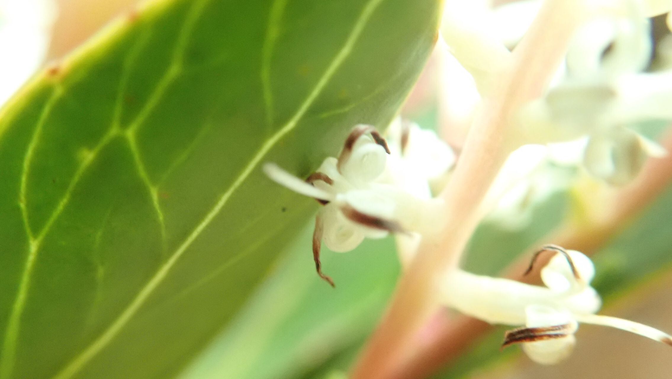 Beauprea montis-fontium flower