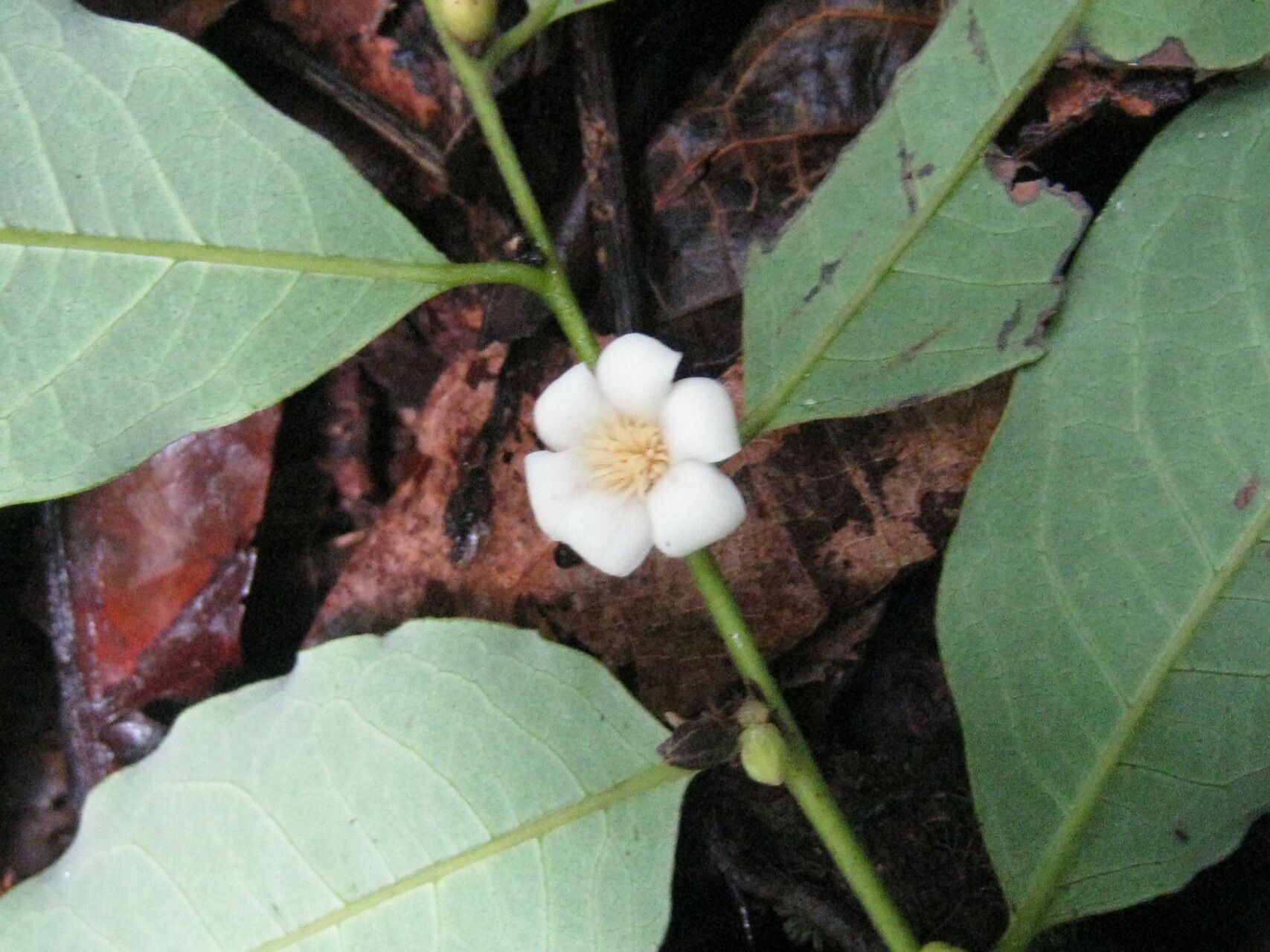 Diospyros capreifolia flower
