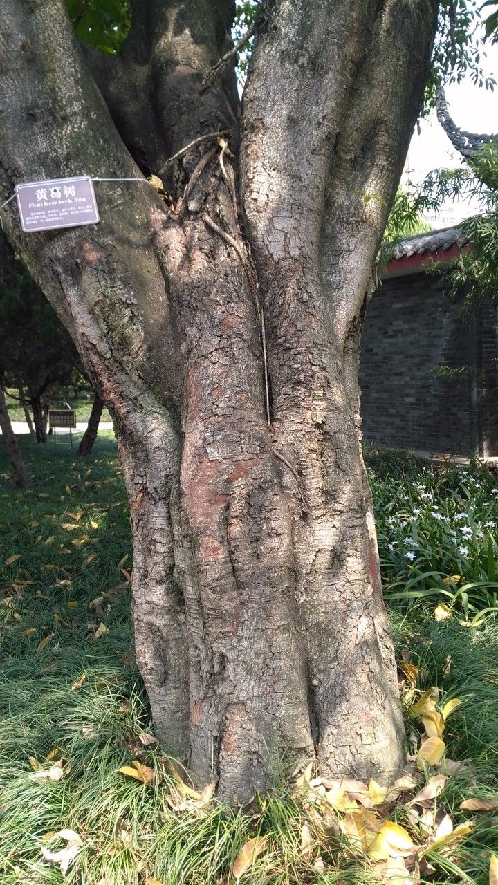 Ficus lacor bark