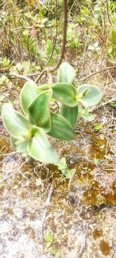 Tibouchina stenocarpa — search result for 'Tibouchina'