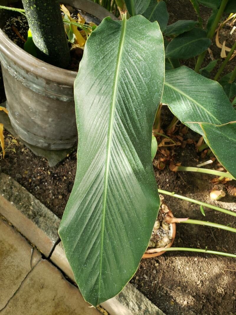 Alpinia malaccensis — search result for 'Alpinia'