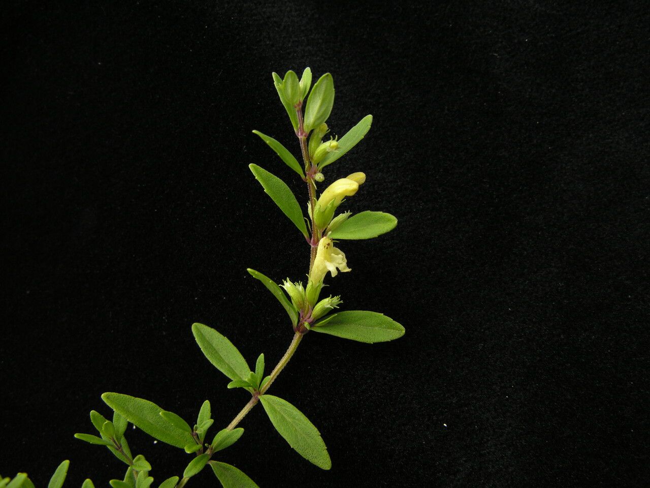 Clinopodium nepalense habit