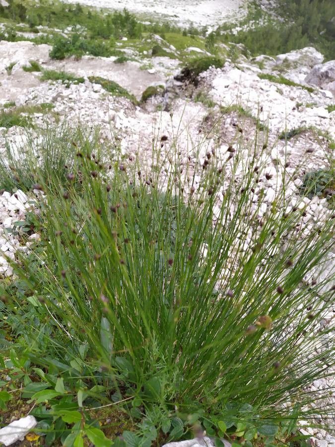 Juncus monanthos — houseplant care guide