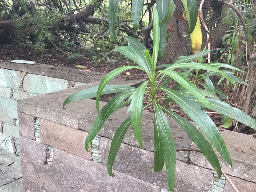 Cheirolophus falcisectus leaf