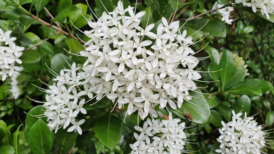 Pavetta australiensis — related species from the same genus